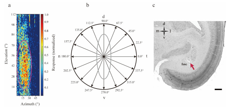 Directional Preference in Avian Midbrain Saliency Computing Nucleus Reflects a Well-Designed Receptive Field Structure.