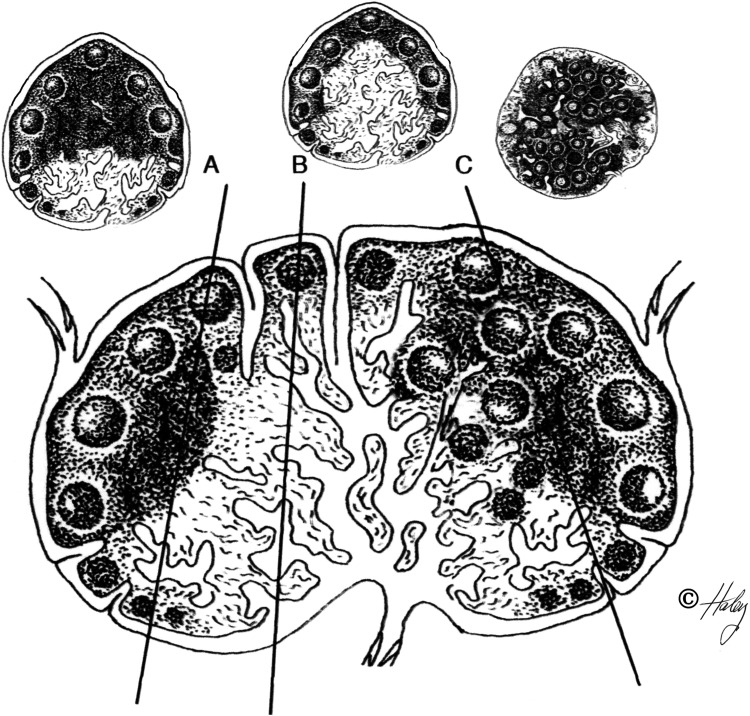 Abstract Image
