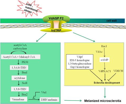 Identification of VdASP F2-interacting protein as a regulator of microsclerotial formation in Verticillium dahliae