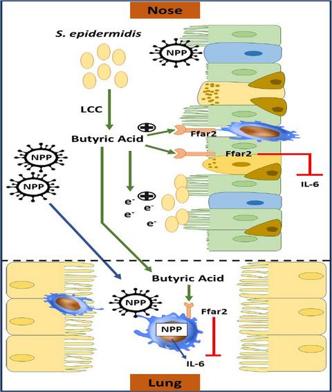 Colonization of nasal cavities by Staphylococcus epidermidis mitigates SARS-CoV-2 nucleocapsid phosphoprotein-induced interleukin (IL)-6 in the lung