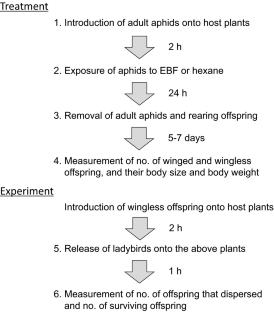 Maternal exposure to predation risk increases winged morph and antipredator dispersal of the pea aphid, Acyrthosiphon pisum (Hemiptera: Aphididae)