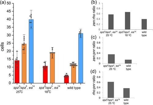 The nested embryonic dorsal domains of BMP-target genes are not scaled to size during the evolution of Drosophila species