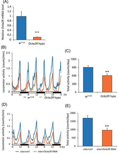 Biological functions of α2-adrenergic-like octopamine receptor in Drosophila melanogaster