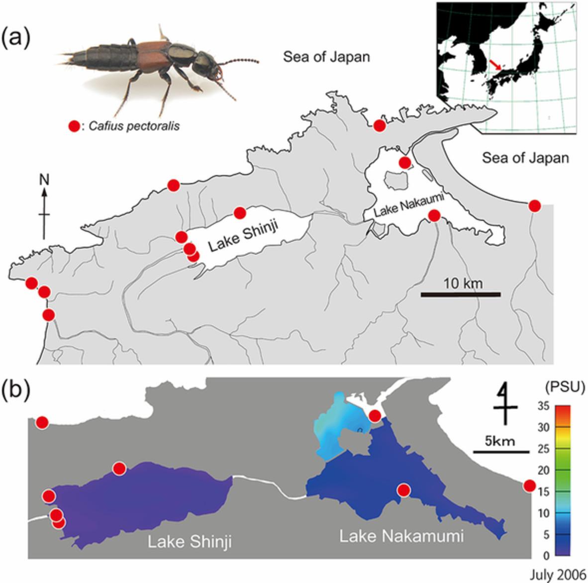 Marine rove beetles in a low-salinity lake: Cafius pectoralis (Coleoptera: Staphylinidae) prey on beach hopper in brackish water