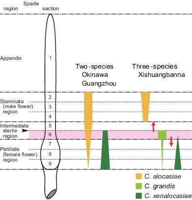 Coexistence mechanisms of Colocasiomyia species (Diptera: Drosophilidae) sharing inflorescences of Alocasia odora (Araceae) as a host plant: Comparison between two- and three-species systems