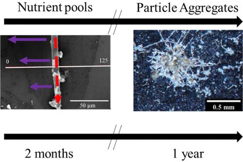 Association of Chemical Aggregates and Fungal Moieties Affecting Native Environmental Films