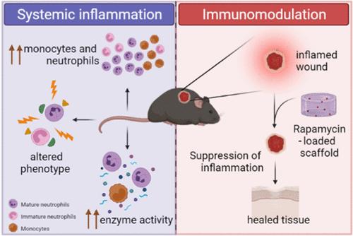 Immunomodulatory Bandage for Accelerated Healing of Diabetic Wounds