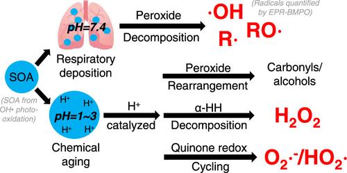 Effects of Acidity on Reactive Oxygen Species Formation from Secondary Organic Aerosols