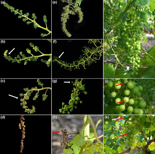 Development of downy mildew in grape bunches of susceptible and resistant cultivars: infection pathways and limited systemic spread