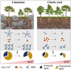 Lithologic control of microbial-derived carbon in forest soils