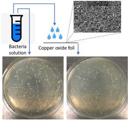 Superwetting antibacterial copper oxide nanoflake foil substrates generated by thermal oxidation