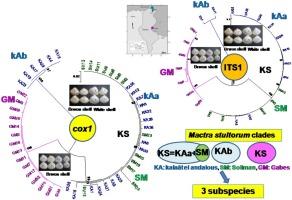 Molecular signature of phylogenetic relationships and demographic history of Tunisian Mactra stultorum: Evidence from mitochondrial and nuclear DNA data