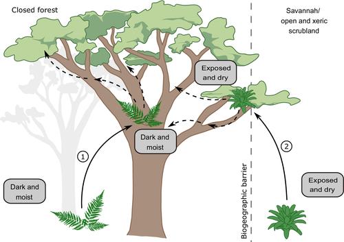 Accidental epiphytes: Ecological insights and evolutionary implications