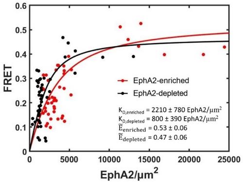 Direct Quantification of Ligand-Induced Lipid and Protein Microdomains with Distinctive Signaling Properties**