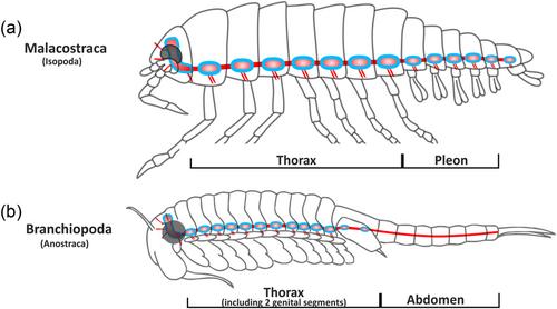 How body patterning might have worked in the evolution of arthropods—A case study of the mystacocarid Derocheilocaris remanei (Crustacea, Oligostraca)