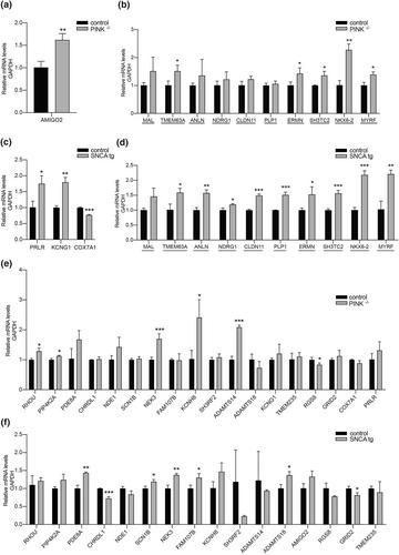 Disrupted myelination network in the cingulate cortex of Parkinson's disease