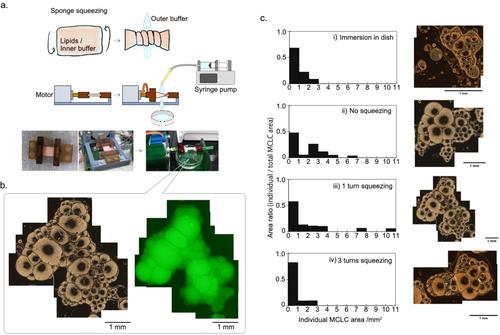 Spontaneous and Driven Growth of Multicellular Lipid Compartments to Millimeter Size from Porous Polymer Structures**