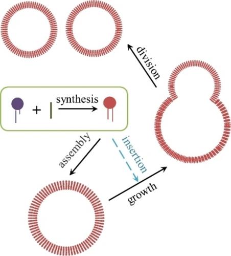 In Situ Synthesis of Lipid Analogues Leading to Artificial Cell Growth and Division