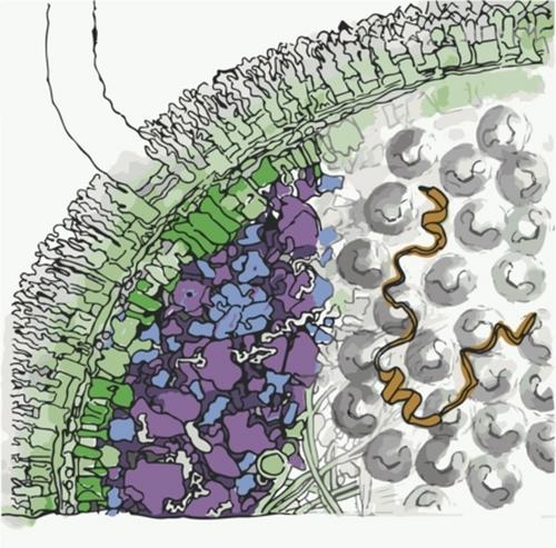 Macromolecular Crowding and Intrinsically Disordered Proteins: A Polymer Physics Perspective