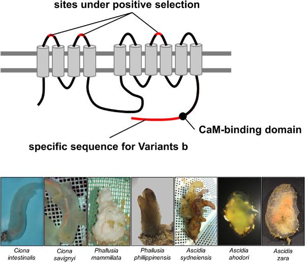 A novel role for ATP2B in ascidians: Ascidian-specific mutations in ATP2B contribute to sperm chemotaxis