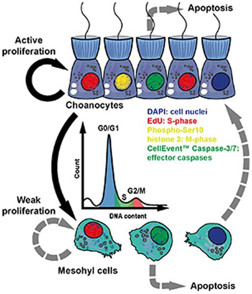 Tissue homeostasis in sponges: Quantitative analysis of cell proliferation and apoptosis