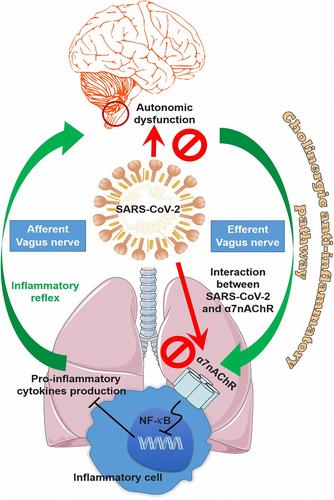 Inflammatory reflex disruption in COVID-19