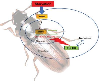 Metabolic and transcriptional responses to starvation are regulated by FOXO in the red flour beetle, Tribolium castaneum