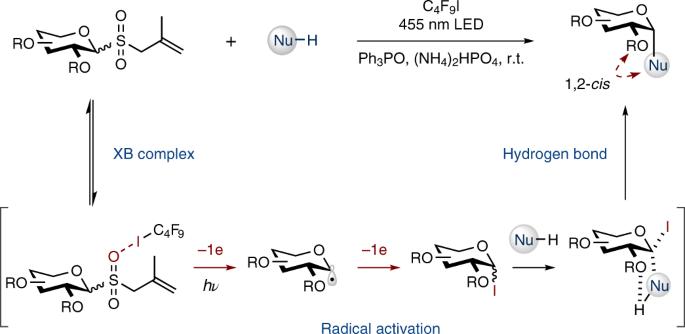 Halogen-bond-assisted radical activation of glycosyl donors enables mild and stereoconvergent 1,2-cis-glycosylation