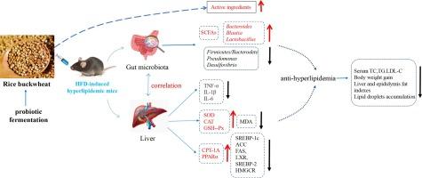 Probiotic-fermented rice buckwheat alleviates high-fat diet-induced hyperlipidemia in mice by suppressing lipid accumulation and modulating gut microbiota