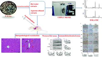 E Se tea alleviates acetaminophen-induced liver injury by activating the Nrf2 signaling pathway†