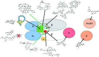 Beyond the approved: target sites and inhibitors of bacterial RNA polymerase from bacteria and fungi