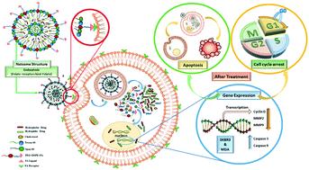 Evaluation of anti-cancer and anti-metastatic effects of folate-PEGylated niosomes for co-delivery of letrozole and ascorbic acid on breast cancer cells†