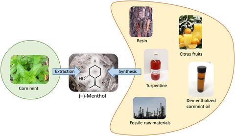 Synthesis of (−)-menthol: Industrial synthesis routes and recent development