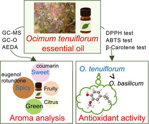 Characteristic of aroma components and antioxidant activity of essential oil from Ocimum tenuiflorum leaves