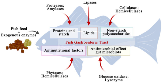 Application of enzymes as a feed additive in aquaculture.