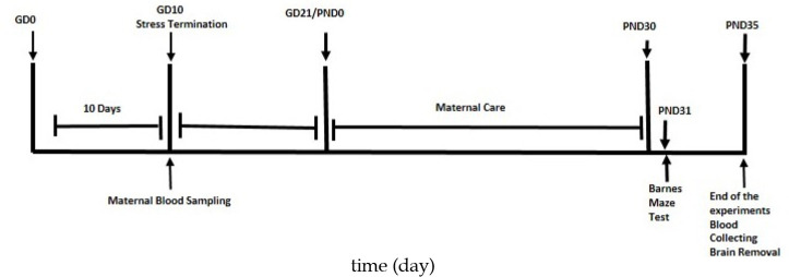 Prenatal Stress-induced Spatial Memory Deficit in a Sex-specific Manner in Mice: A Possible Involvement of Hippocampal Insulin Resistance.