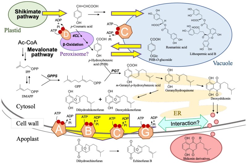 Inventory of ATP-binding cassette proteins in Lithospermum erythrorhizon as a model plant producing divergent secondary metabolites.