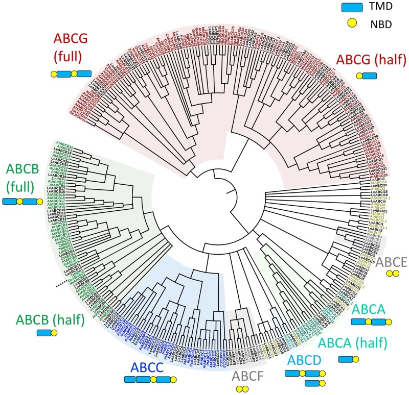 Inventory of ATP-binding cassette proteins in Lithospermum erythrorhizon as a model plant producing divergent secondary metabolites.