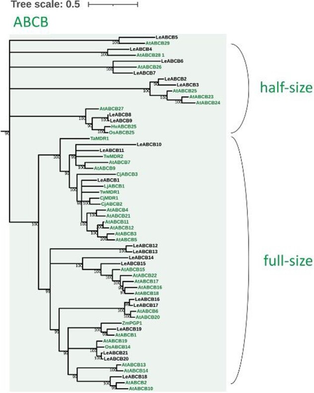 Inventory of ATP-binding cassette proteins in Lithospermum erythrorhizon as a model plant producing divergent secondary metabolites.