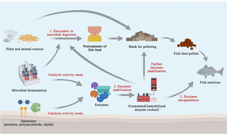 Application of enzymes as a feed additive in aquaculture.