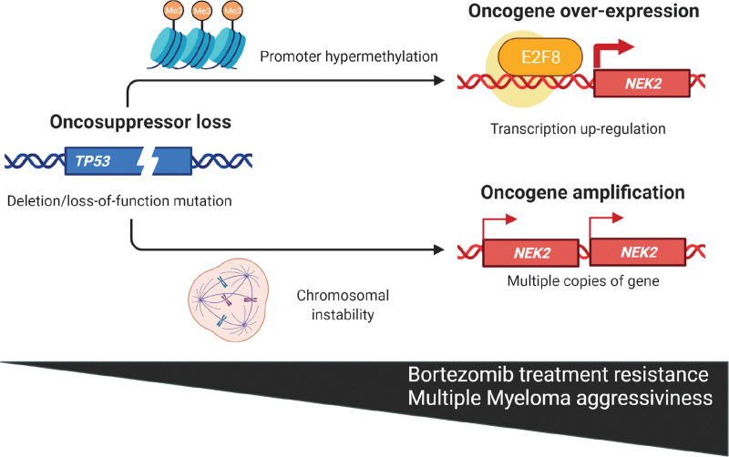 NEK2, a promising target in TP53 mutant cancer.