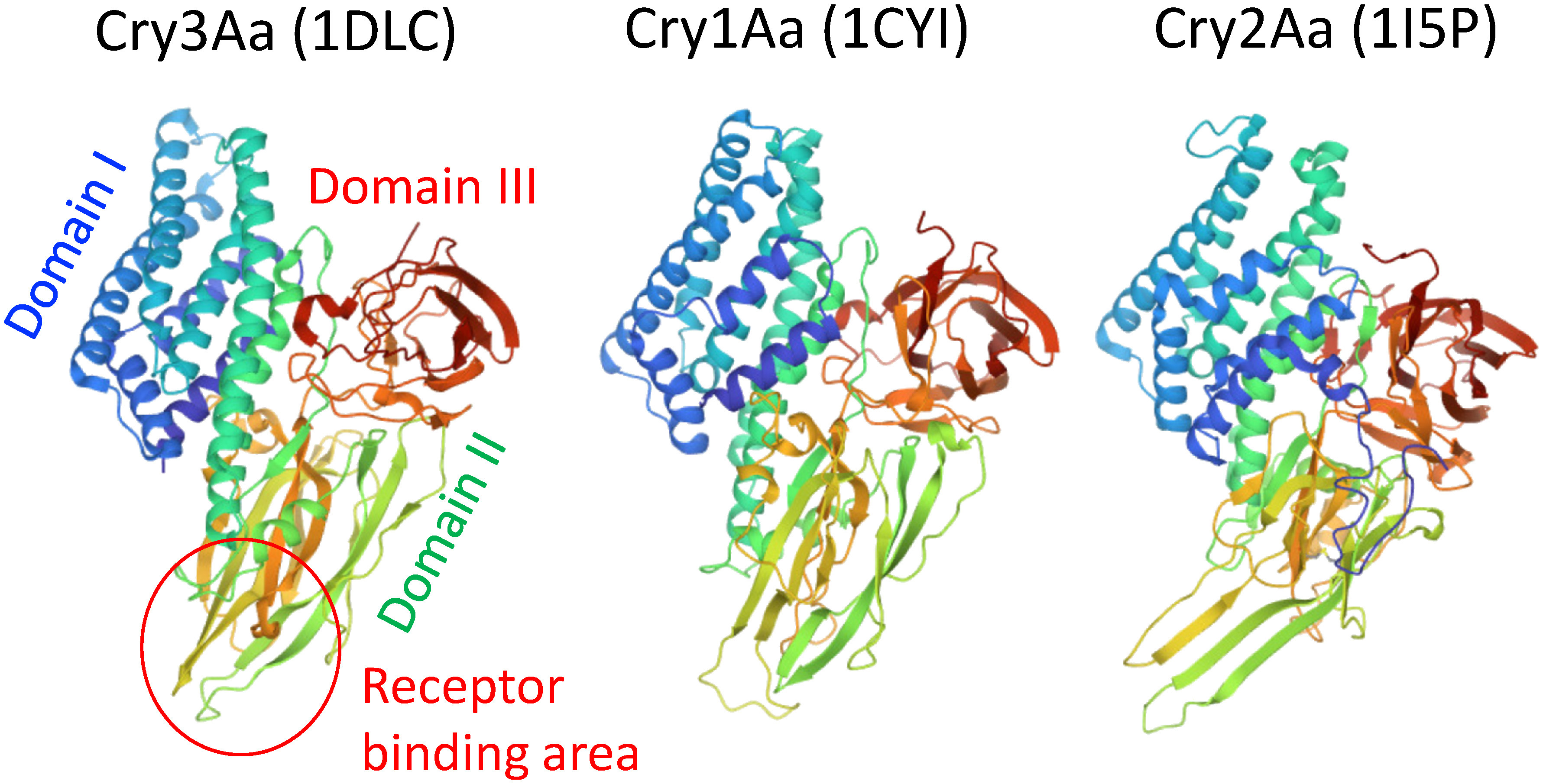 Engineering of <i>Bacillus thuringiensis</i> insecticidal proteins.