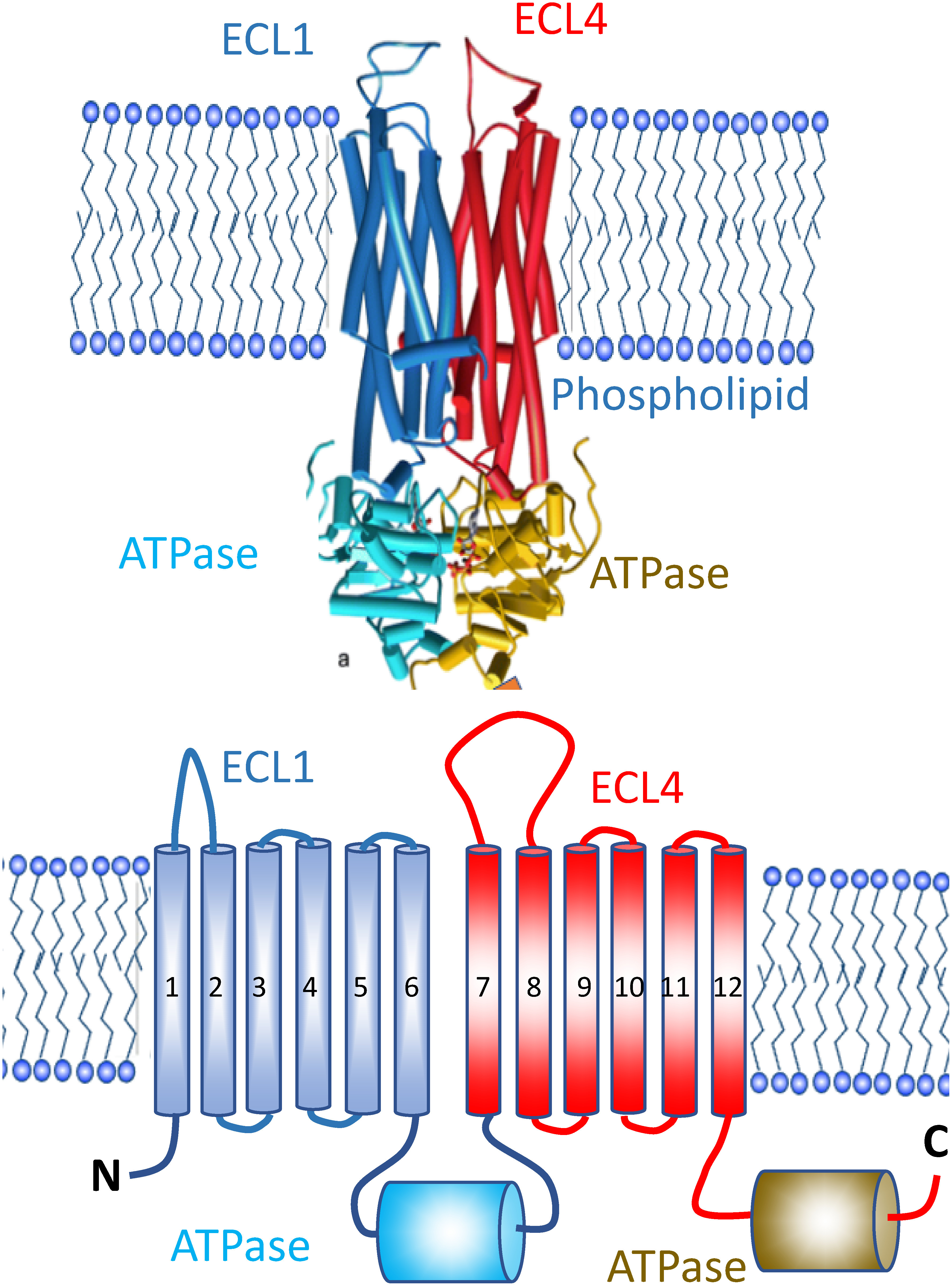 Engineering of <i>Bacillus thuringiensis</i> insecticidal proteins.