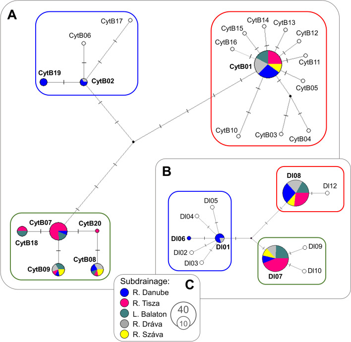 The mixed phylogenetic origin of northern pike (Esox lucius Linnaeus 1758) populations in the Middle Danubian drainage.