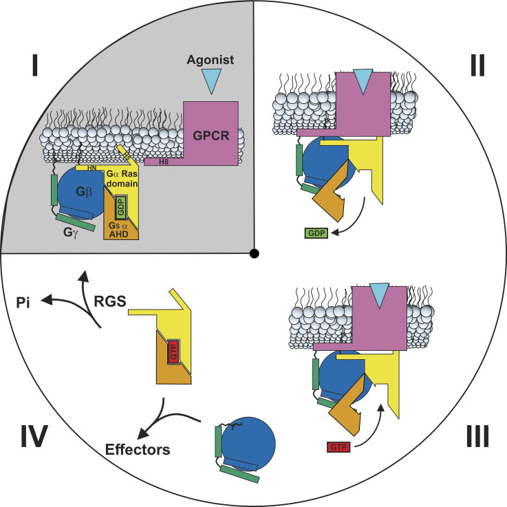 A model for how Gβγ couples Gα to GPCR.