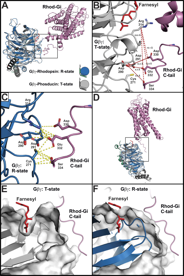 A model for how Gβγ couples Gα to GPCR.