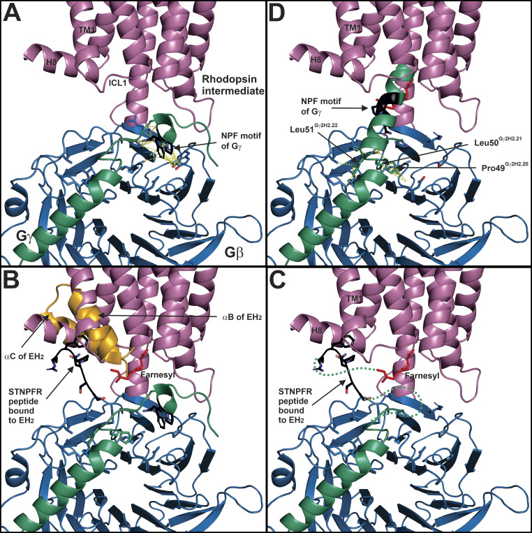 A model for how Gβγ couples Gα to GPCR.