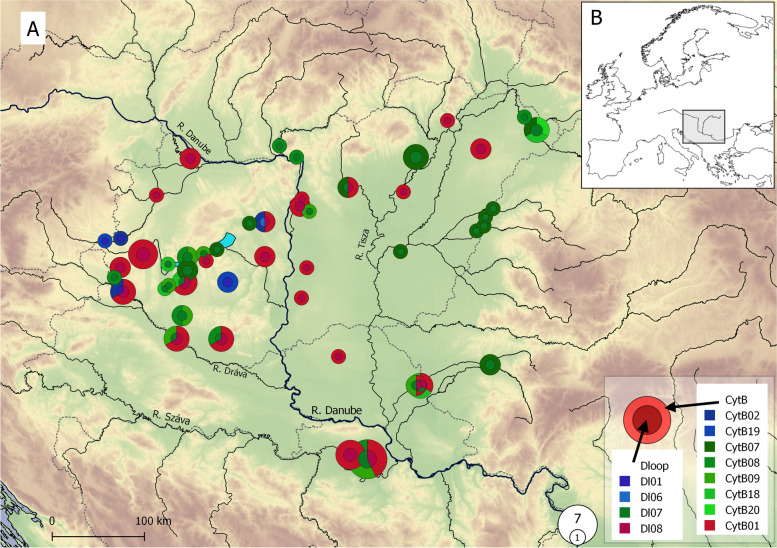 The mixed phylogenetic origin of northern pike (Esox lucius Linnaeus 1758) populations in the Middle Danubian drainage.