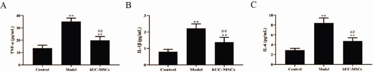 Human Umbilical Cord Mesenchymal Stem Cells Improve the Necrosis and Osteocyte Apoptosis in Glucocorticoid-Induced Osteonecrosis of the Femoral Head Model through Reducing the Macrophage Polarization.