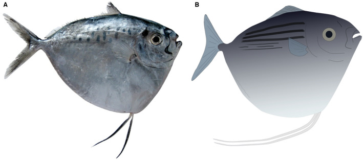 Skin patterning and internal anatomy in a fossil moonfish from the Eocene Bolca Lagerstätte illuminate the ecology of ancient reef fish communities.